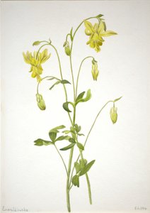 Senza titolo - Studio di una pianta da Mary Vaux Walcott