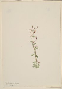 Senza titolo - Studio di una pianta da Mary Vaux Walcott