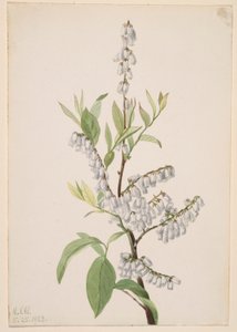 Senza titolo - Studio di una pianta da Mary Vaux Walcott