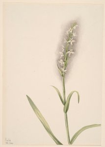 Senza titolo - Studio di una pianta da Mary Vaux Walcott