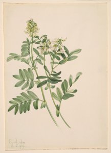 Senza titolo - Studio di una pianta da Mary Vaux Walcott