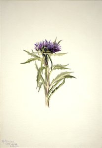 Senza Titolo--Studio di Pianta, 1904 da Mary Vaux Walcott