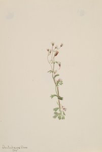 Studio di piante senza titolo, 1905 da Mary Vaux Walcott