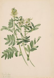 Senza titolo - Studio di piante da Mary Vaux Walcott