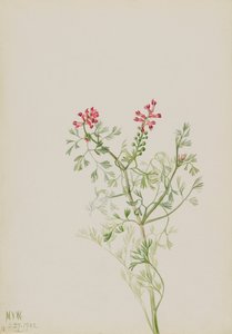 Studio di piante senza titolo