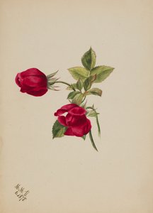 Senza titolo - Rosa da Mary Vaux Walcott