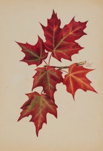 Senza titolo (Foglie d