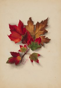 Senza titolo (Foglie d