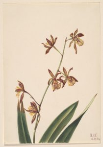 Senza titolo (Studio di un fiore) da Mary Vaux Walcott