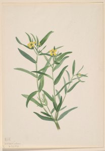 Senza titolo (Studio di un fiore) da Mary Vaux Walcott