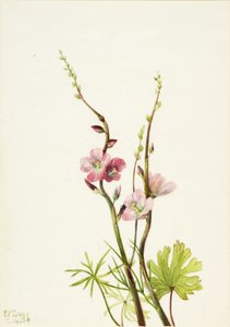 Senza titolo (Studio di un fiore da Mary Vaux Walcott