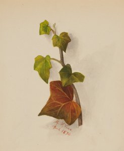 Senza titolo (Edera) da Mary Vaux Walcott