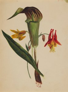 Senza titolo (Jack nel pulpito)
