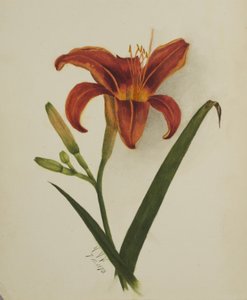 Senza titolo (Lily) da Mary Vaux Walcott