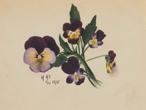 Senza titolo (viole del pensiero)