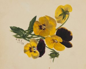 Senza titolo (viole del pensiero)