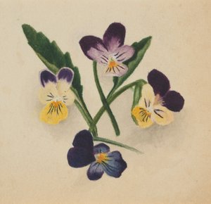 Senza titolo (viole del pensiero) da Mary Vaux Walcott