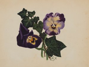 Senza titolo (viole e edera) da Mary Vaux Walcott