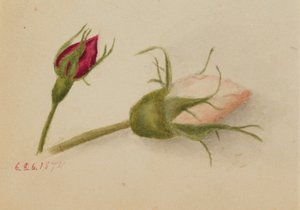 Senza titolo (boccioli di rosa) da Mary Vaux Walcott