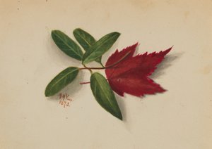 Senza titolo da Mary Vaux Walcott