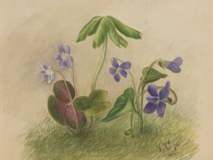 Senza titolo da Mary Vaux Walcott