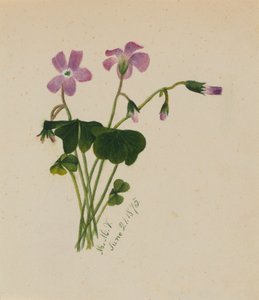 Senza Titolo da Mary Vaux Walcott