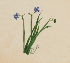 Senza titolo, 1875 da Mary Vaux Walcott