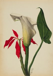 Senza titolo, Calla Lily da Mary Vaux Walcott