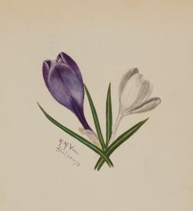 Senza titolo Crochi, 1874 da Mary Vaux Walcott