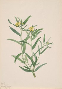 Studio di Fiori Senza Titolo, 1923