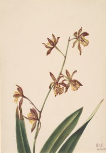 Studio di Fiori Senza Titolo, 1924