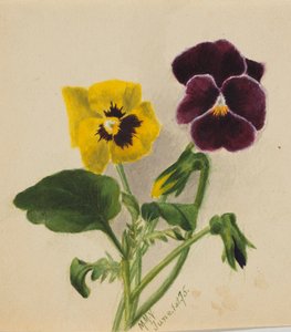 Senza titolo Viole del pensiero
