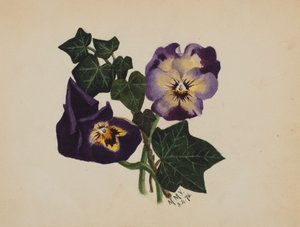 Senza titolo Viole del pensiero e edera da Mary Vaux Walcott