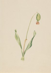 Studio di pianta senza titolo da Mary Vaux Walcott