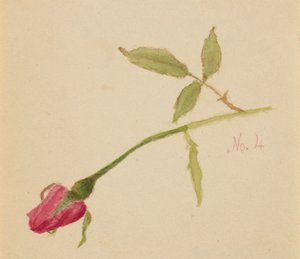 Senza titolo Rosa, 1872