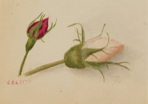 Boccioli di rosa da Mary Vaux Walcott