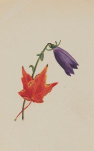 Senza titolo, ca. 1876 da Mary Vaux Walcott