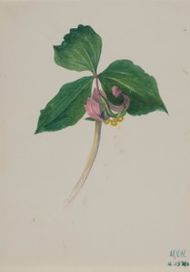 Senza titolo, ca. 1920 da Mary Vaux Walcott