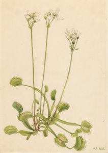 Trappola di Venere (Dionaea muscipula) da Mary Vaux Walcott