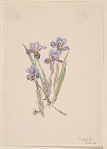 Iris vernale (Iris verna) da Mary Vaux Walcott