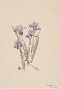 Iris verna da Mary Vaux Walcott