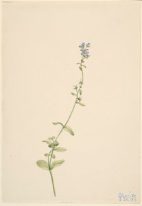 Veronica serpyllifolia da Mary Vaux Walcott