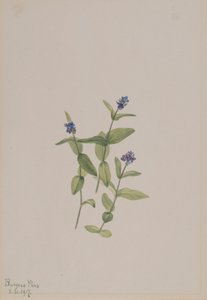 Veronica wormskjoldii, 1917 da Mary Vaux Walcott