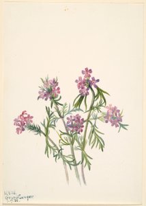 Verbena (Verbena wrightii) da Mary Vaux Walcott