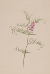 Vicia americana da Mary Vaux Walcott