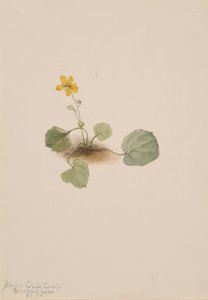 Viola orbiculata da Mary Vaux Walcott