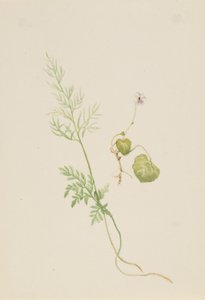 Viola palustris da Mary Vaux Walcott