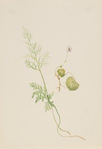 Viola palustris da Mary Vaux Walcott