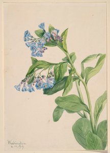 Virginia Bluebells (Mertensia virginica) da Mary Vaux Walcott