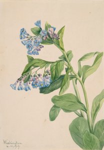 Campanule della Virginia Mertensia virginica, 1919 da Mary Vaux Walcott